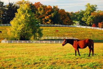 A thoroughbred horse grazes in a meadow and field on an autumn day