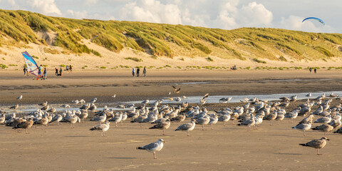 Les goélands sur la plage de Quend