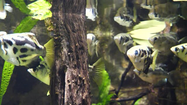 Close up of exotic banded archerfish (Toxotes jaculatrix) swimming undersea during sunlight