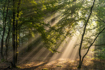 Rayons de soleil dans la brume en forêt de Crécy - obrazy, fototapety, plakaty