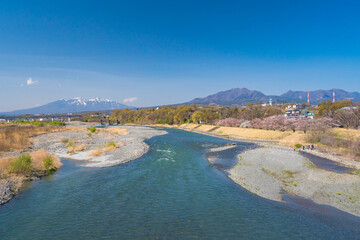 釜無川信玄堤の桜風景