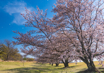 Obraz premium 信玄堤公園の桜風景