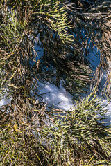 Retama del Teide con resto de nieve en el Parque Nacional del Teide, isla de Tenerife