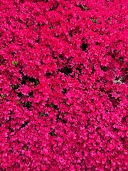 pink azalea petals