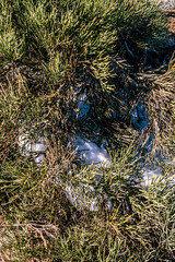Retama del Teide con resto de nieve en el Parque Nacional del Teide, isla de Tenerife