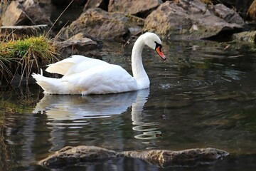 swan on the lake