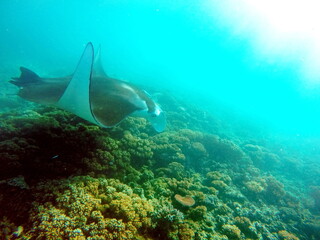 Fototapeta na wymiar Manta ray swimming on a reef in Fiji