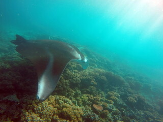 Obraz na płótnie Canvas Manta ray swimming on a reef in Fiji