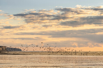 La côte Picarde à Ault