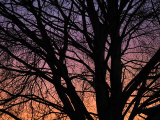 The colorful sky behind the tree, which turned nicely in the evening