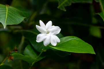 Obraz na płótnie Canvas Jasmine flower, Jasminum sambac, Arabian jasmine or Sambac jasmine, on blurred background, selected focus