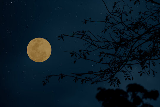 Full moon on the sky with tree branch silhouette.