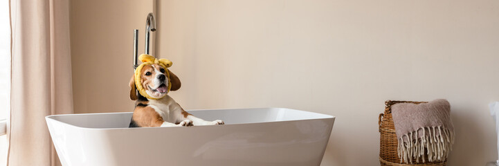 Beagle puppy dog taking a bath, sitting in bathtub indoors