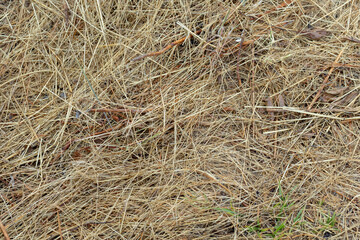 Background and texture of a dry grassland as a graphic resource