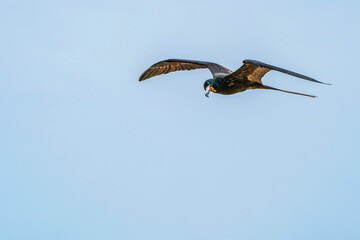 Obraz premium A curious Magnificent frigatebird