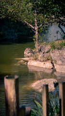 Japanese gardens, flowers, trees, water, sky


