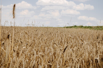 Ripe golden ear of wheat against the sky. Golden wheat field, clear blue sky with clouds on a sunny day. Landscape