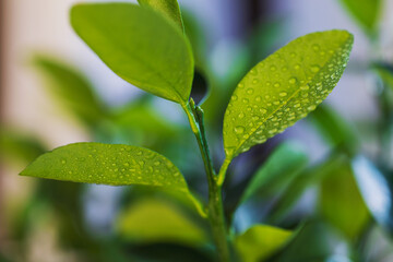 Citrus tree leaves with dew drops close-up. Horizontal photo of nature.