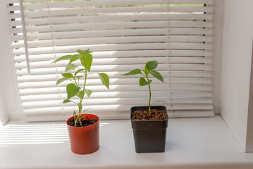 seedlings in pots on a white window sill with blinds on a sunny day.