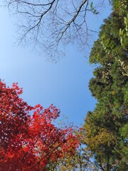 autumn in the park