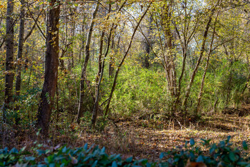 Sunny Woods Path In Fall