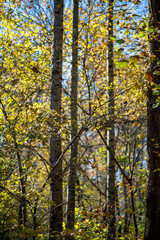 Dark Trees, Light Leaves