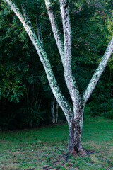Dark Forest With Bright Tree