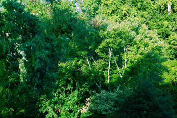 Green Forest Foliage