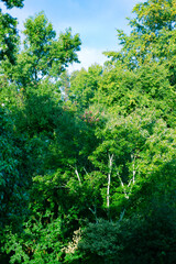 Green Forest In Summer
