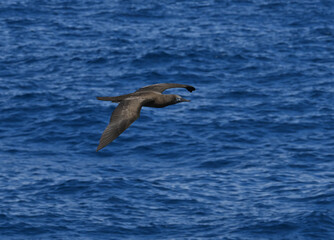  Brown booby bird flying low over ocean.