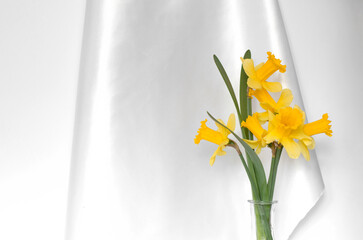 Bouquet of daffodils in a transparent vase on a background of white satin fabric. Bright yellow daffodils. Spring flowers