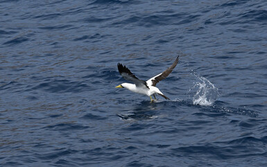 Masked booby bird taking off from sea surface.
