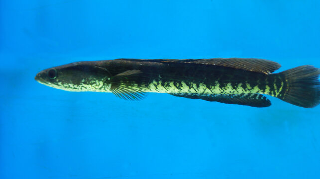 Snake head Murrel Fish aquarium fish