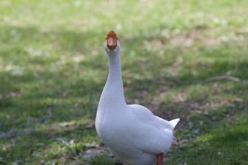 male goose glaring