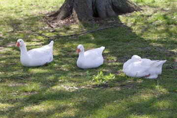 three geese on ground sleeping in a row