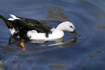 duck eating food in pond