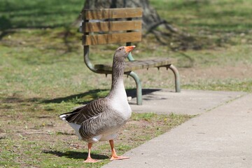 proud goose