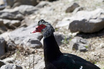 alert Muscovy duck