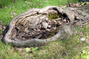 Fototapeta na wymiar tree root-knot with nuts inside