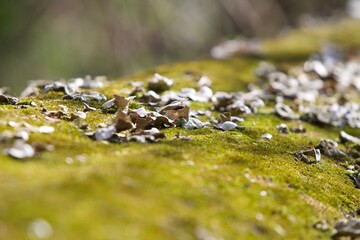 fungus on top of mossy log