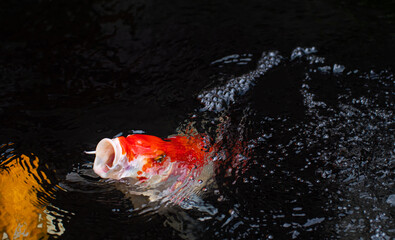 A koi fish or fancy craft jumps out of the water. Focus on the mouth is open to prepare to eat.