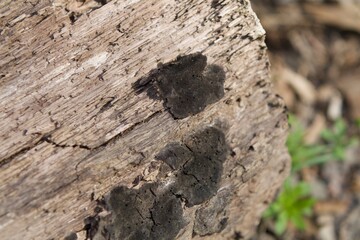 black fungus on tree log