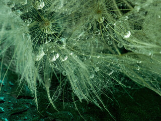 Abstract dandelion flower background, extreme closeup. Big dandelion on natural background. Art photography