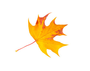 orange and red autumn maple leaf isolated on white