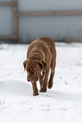  The dog cane corso walks through the snow in search of something to eat.
