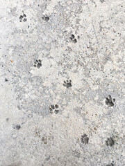 Cat's steps in grey concrete. Relief animal  footmarks in beton pavement.