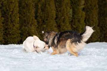  Labrador and mongrel play in the snow, dogs have open mouths