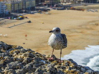 Yellow-legged Gull (Larus michahellis).  Beach landscape on a sunny day. Nazare, Portugal.