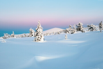 Delicate pastel tones of a pink cold dawn morning in a snowy forest. View of the snow-covered...