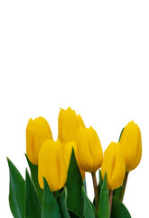 Bouquet of yellow Tulip flowers isolated on white background with copy space. Selective focus.